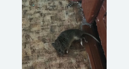 Дезинфекция от мышей в г. Новочебоксарск