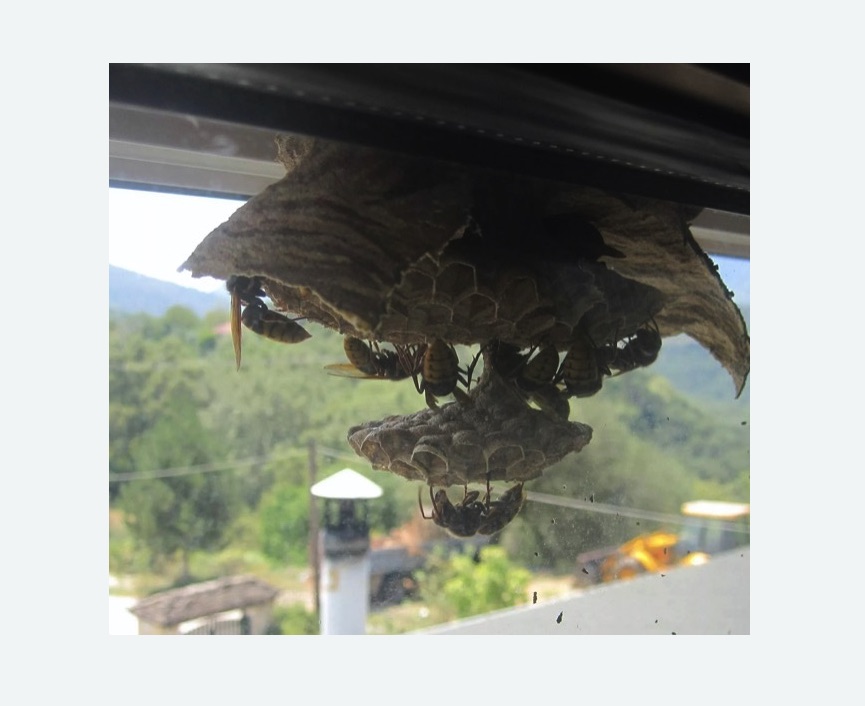 Уничтожение гнёзд шершней в г. Новочебоксарск