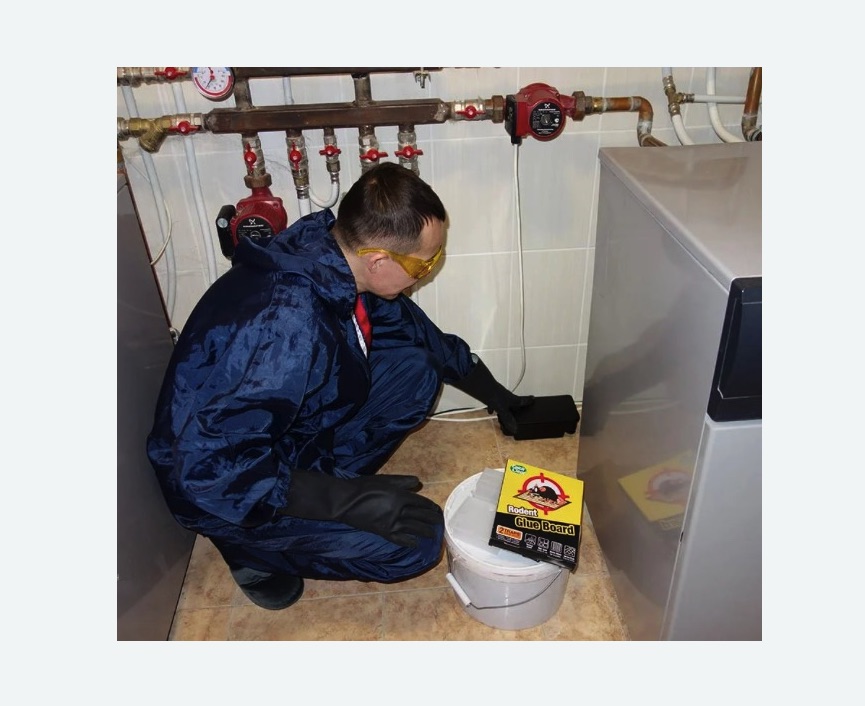 Уничтожение крыс в г. Новочебоксарск